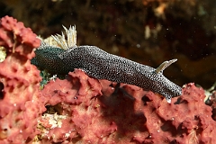 Raja Ampat 2016 - Glossodoris stellatus - Glarry Glossodoris - Nudibranche - IMG_5545_rc